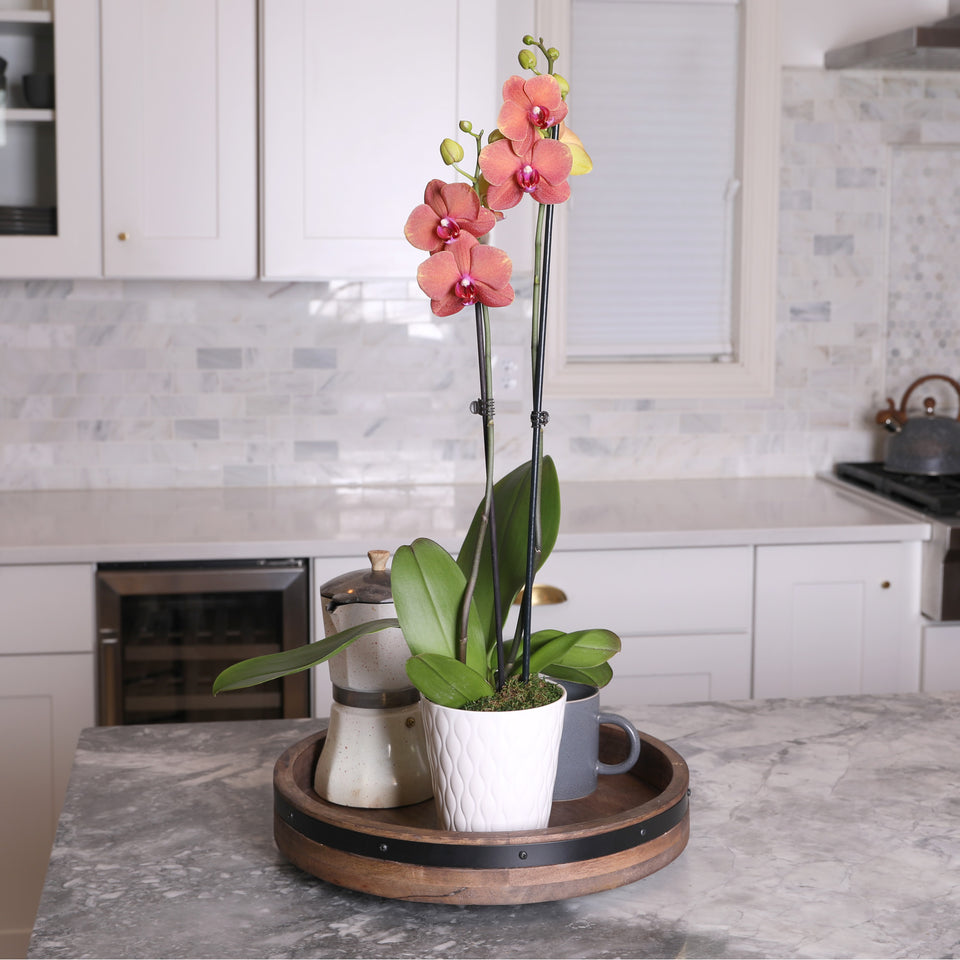 Premium Salmon Orchid in White Ceramic Pot