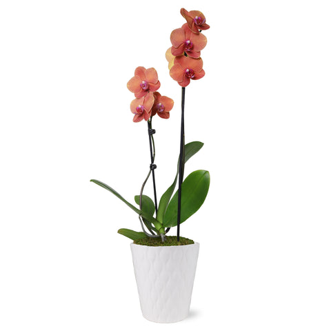 Premium Salmon Orchid in White Ceramic Pot