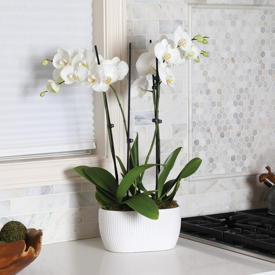 Premium White with Yellow Orchid in White Dot Ceramic Planter