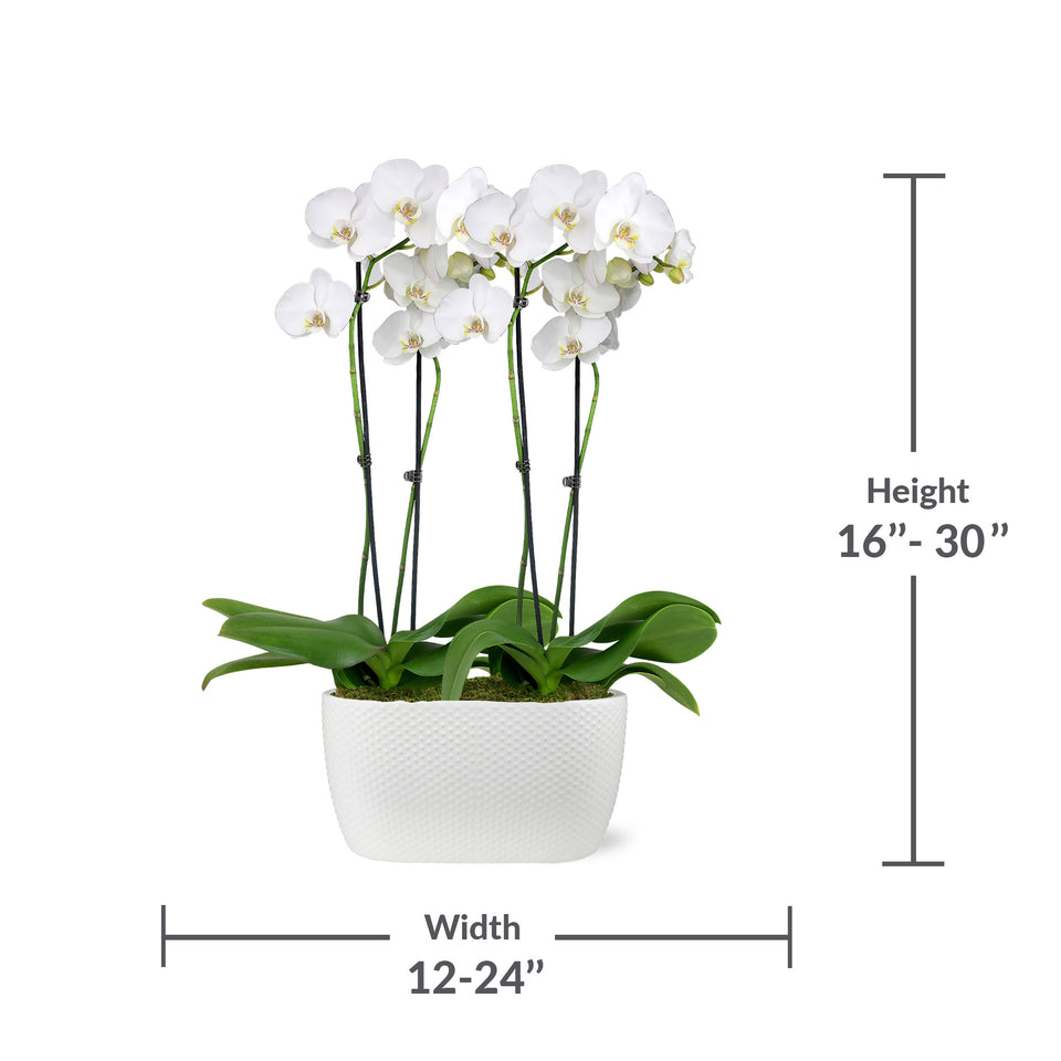 Premium White with Yellow Orchid in White Dot Ceramic Planter