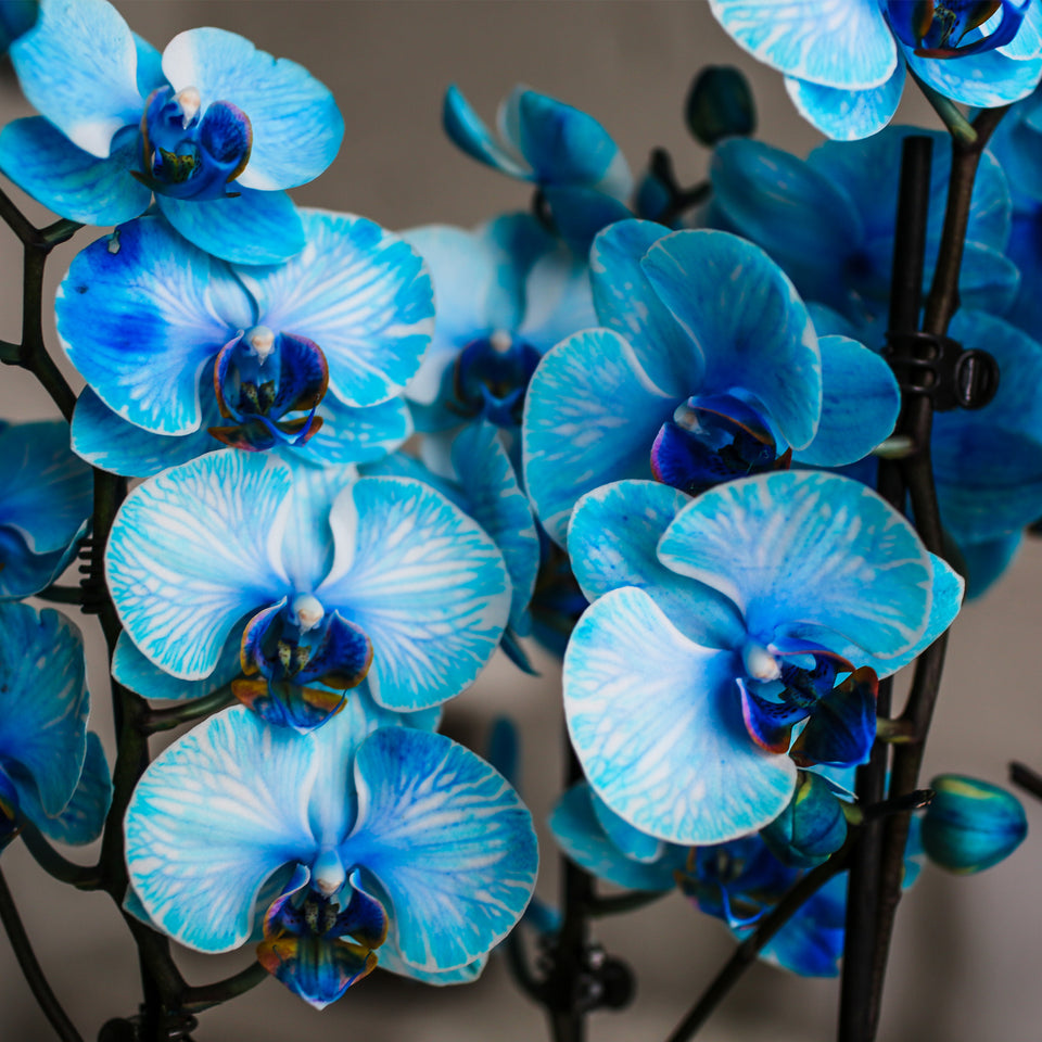 Premium Watercolor Blue Orchid in White Ceramic Planter