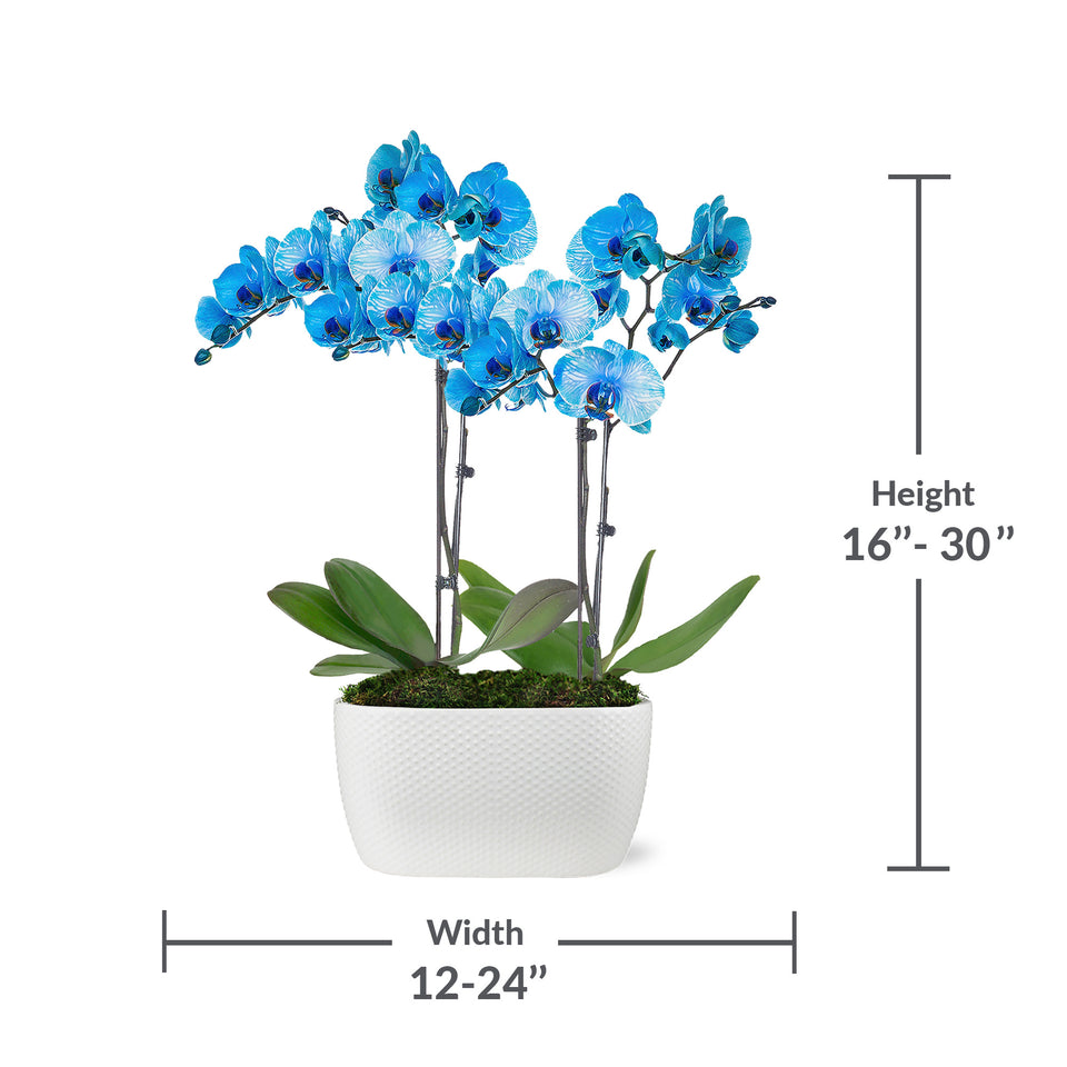 Premium Watercolor Blue Orchid in White Ceramic Planter