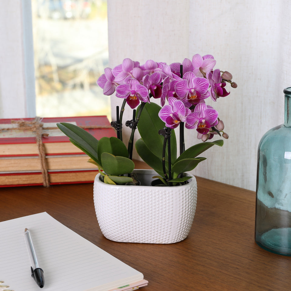 Mini Pink Orchid Planter in White Ceramic Pot