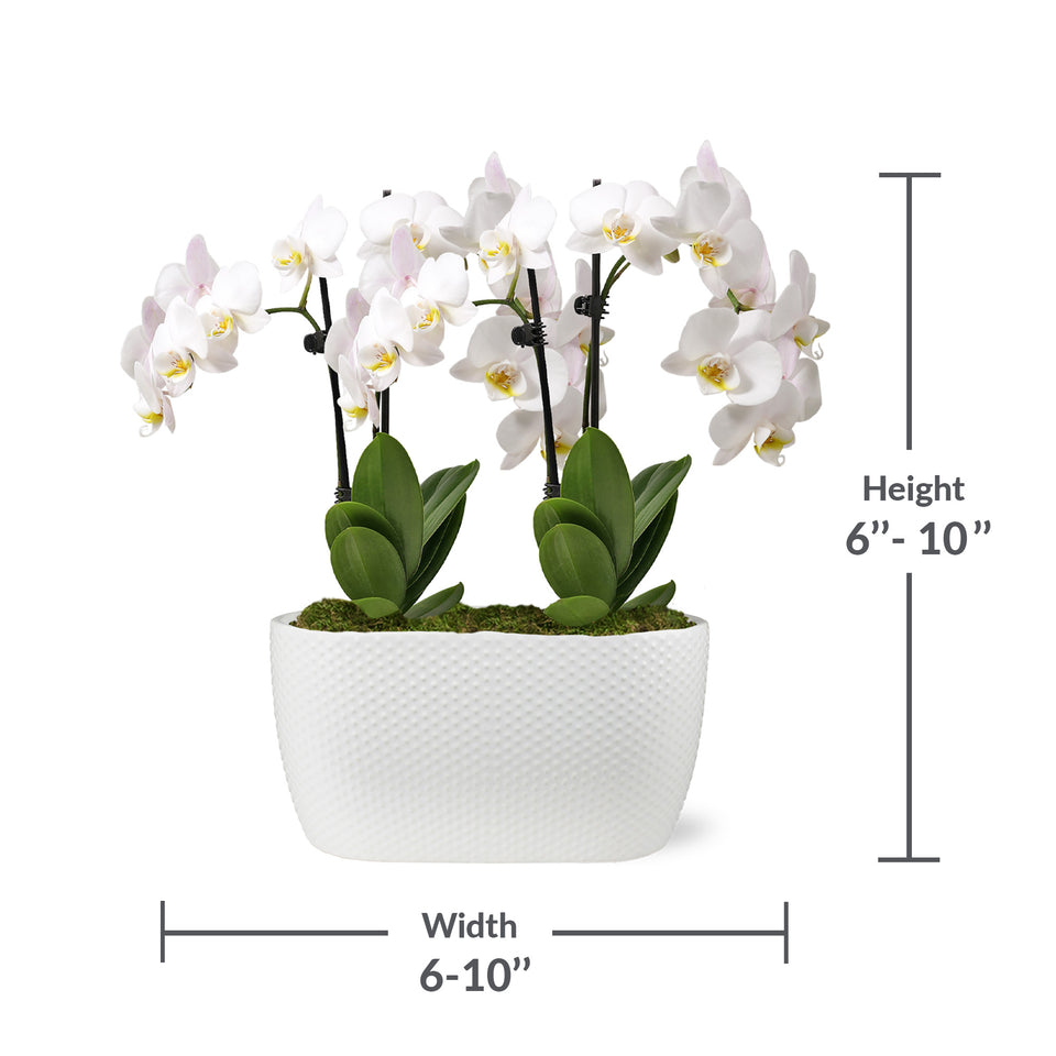 Mini White with Yellow Orchid in White Ceramic Planter