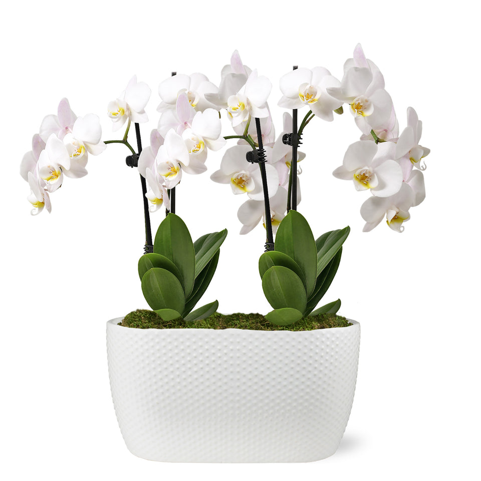 Mini White with Yellow Orchid in White Ceramic Planter