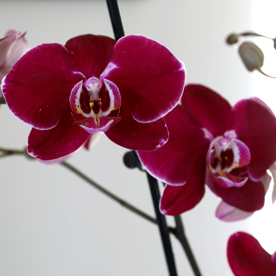 Mini Dark Purple Orchid in White Ceramic Planter