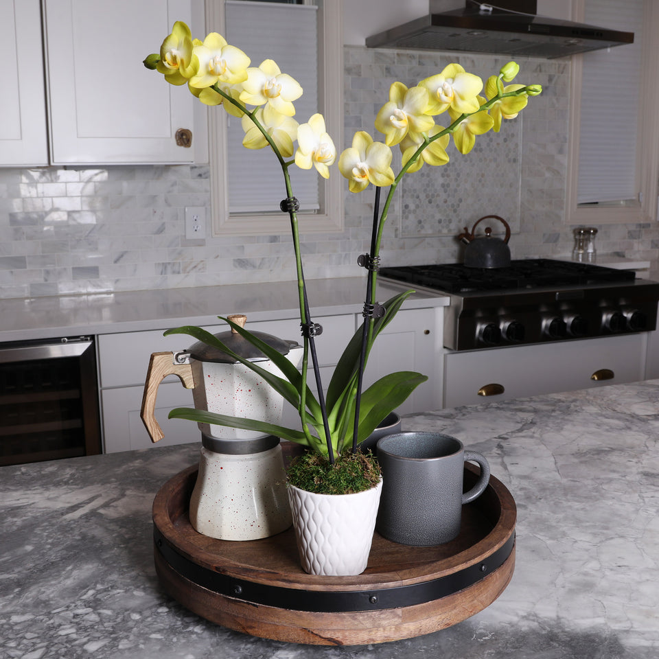 Petite Yellow Orchid in White Pot