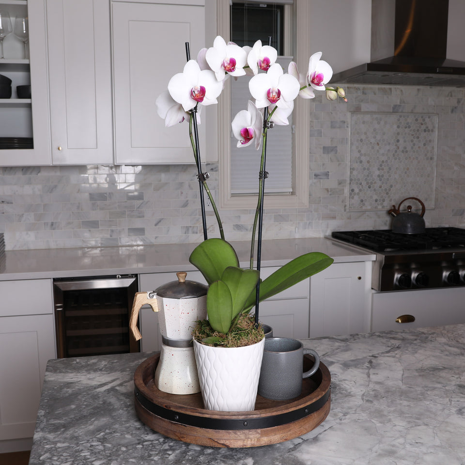 Premium White with Purple Orchid in White Ceramic Pot