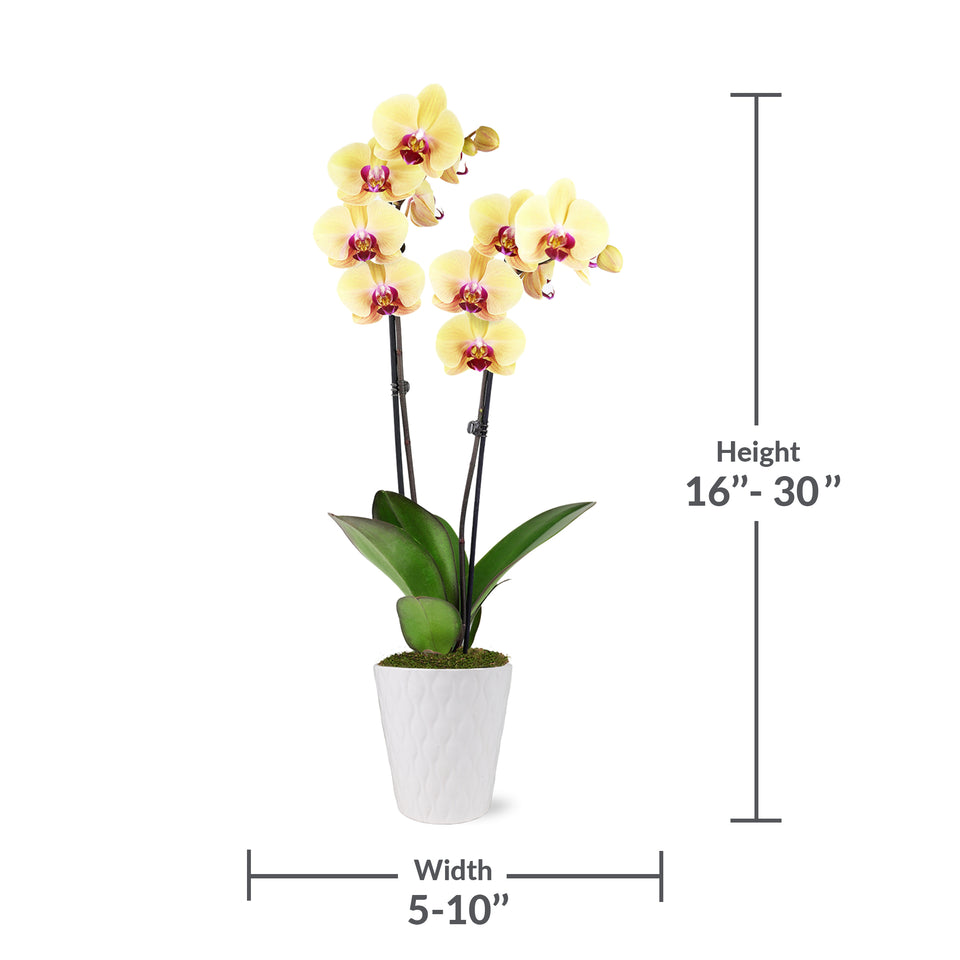 Premium Yellow with Purple Orchid in White Ceramic Pot