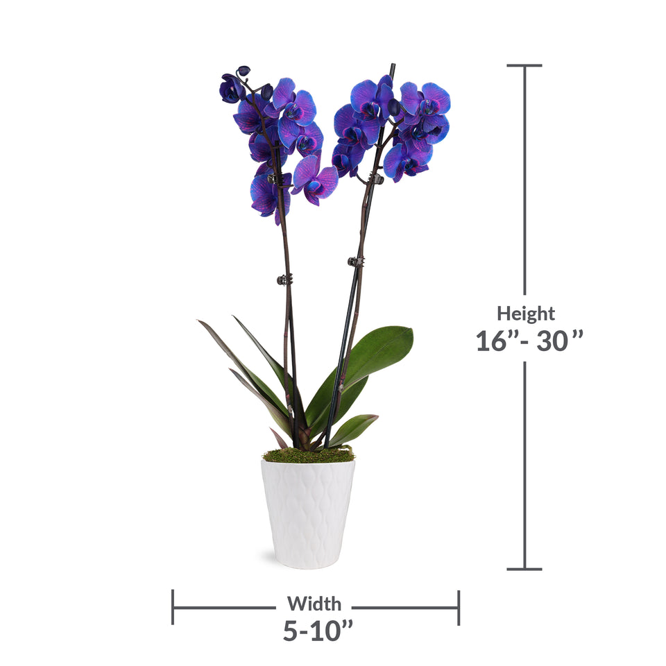 Premium Purple Watercolor Orchid in White Pot