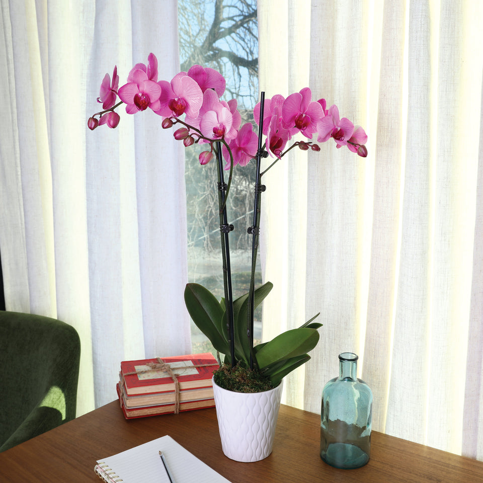 Premium Pink Watercolor Orchid in White Pot