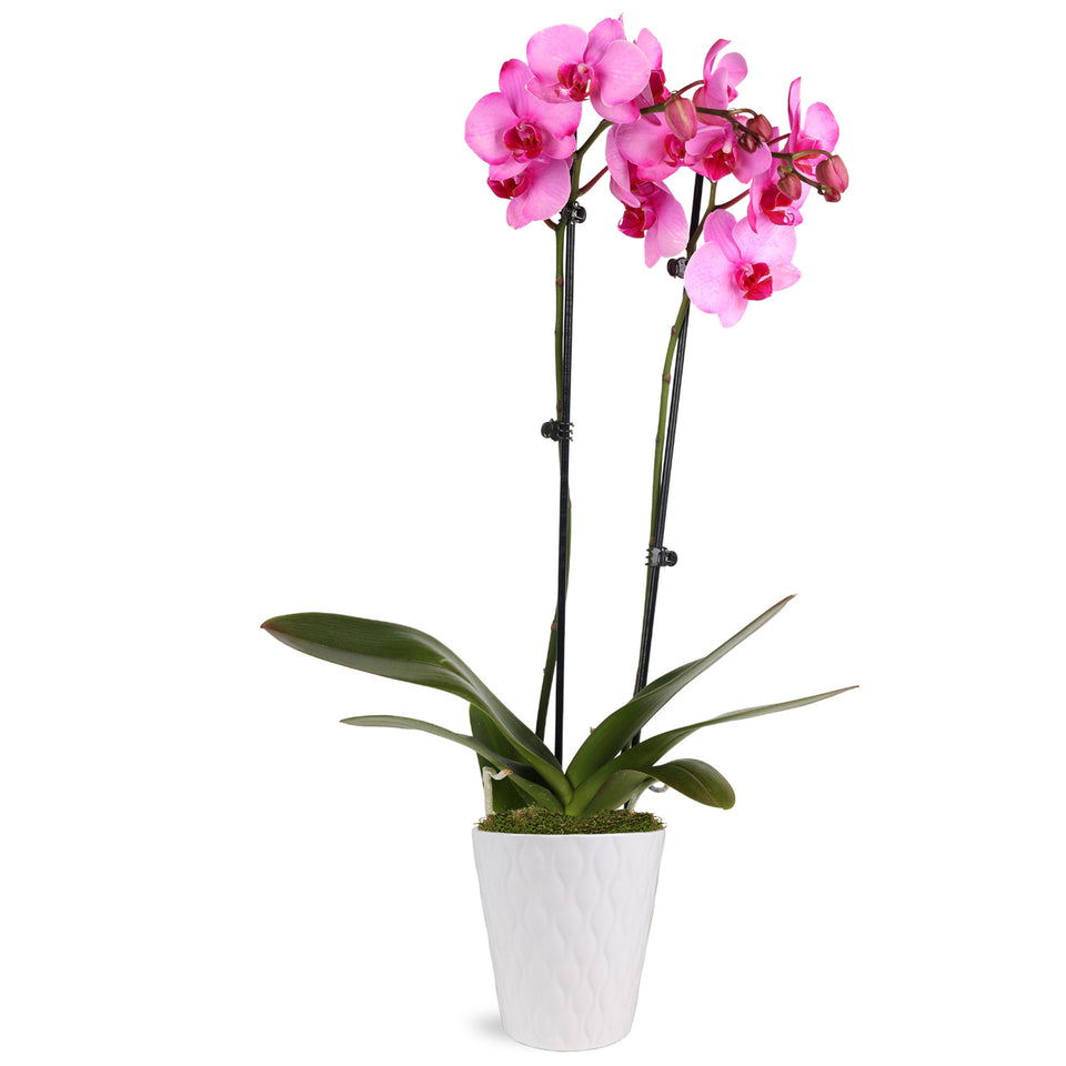 Premium Pink Watercolor Orchid in White Pot