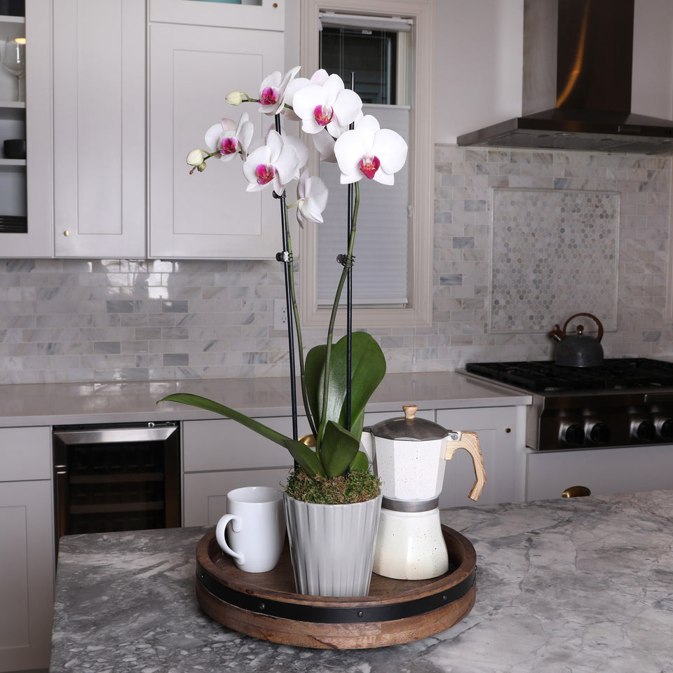 Premium White with Purple Orchid in Grey Ceramic Pot