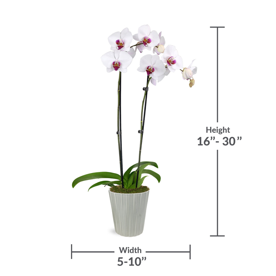 Premium White with Purple Orchid in Grey Ceramic Pot