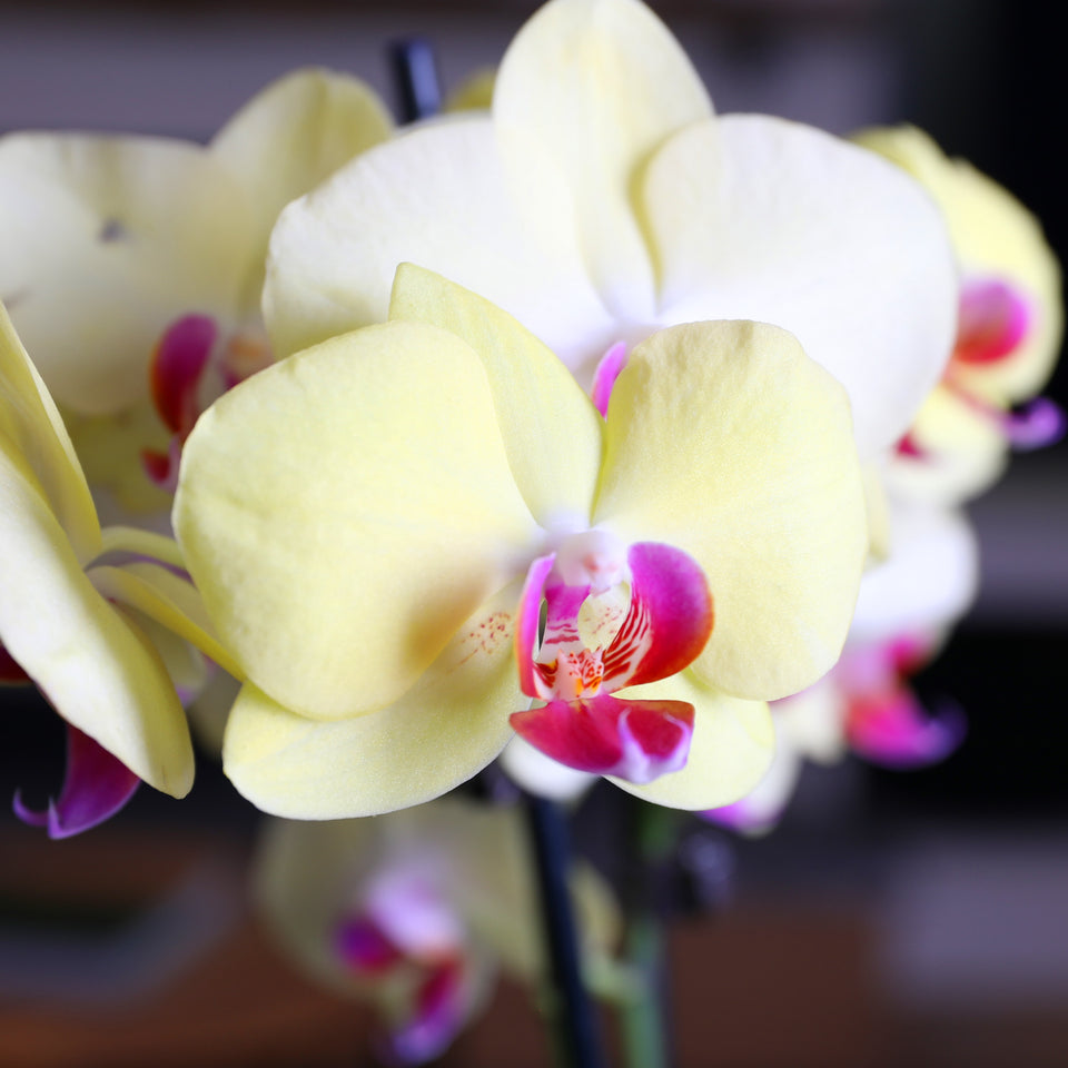 Premium Yellow with Purple Orchid in Grey Ceramic Pot