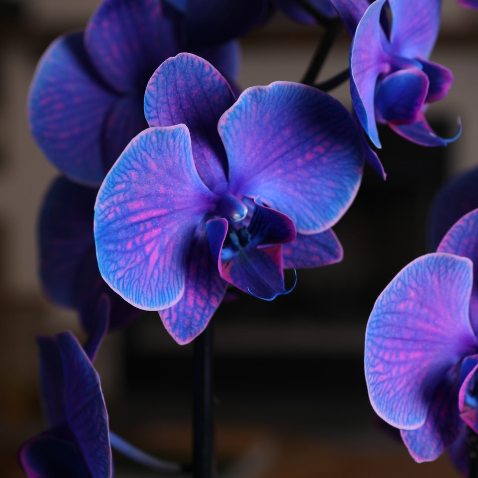 Premium Purple Watercolor Orchid in Grey Pot