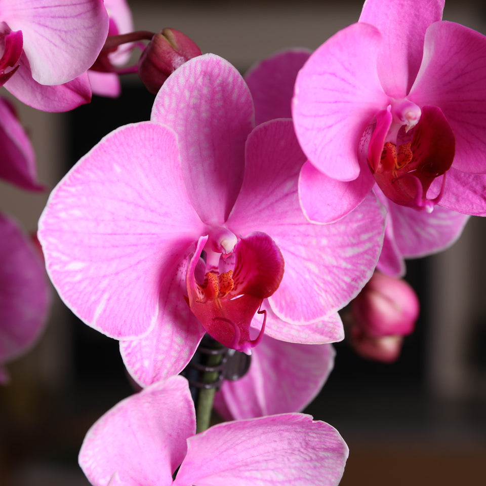 Premium Pink Watercolor Orchid in Grey Pot
