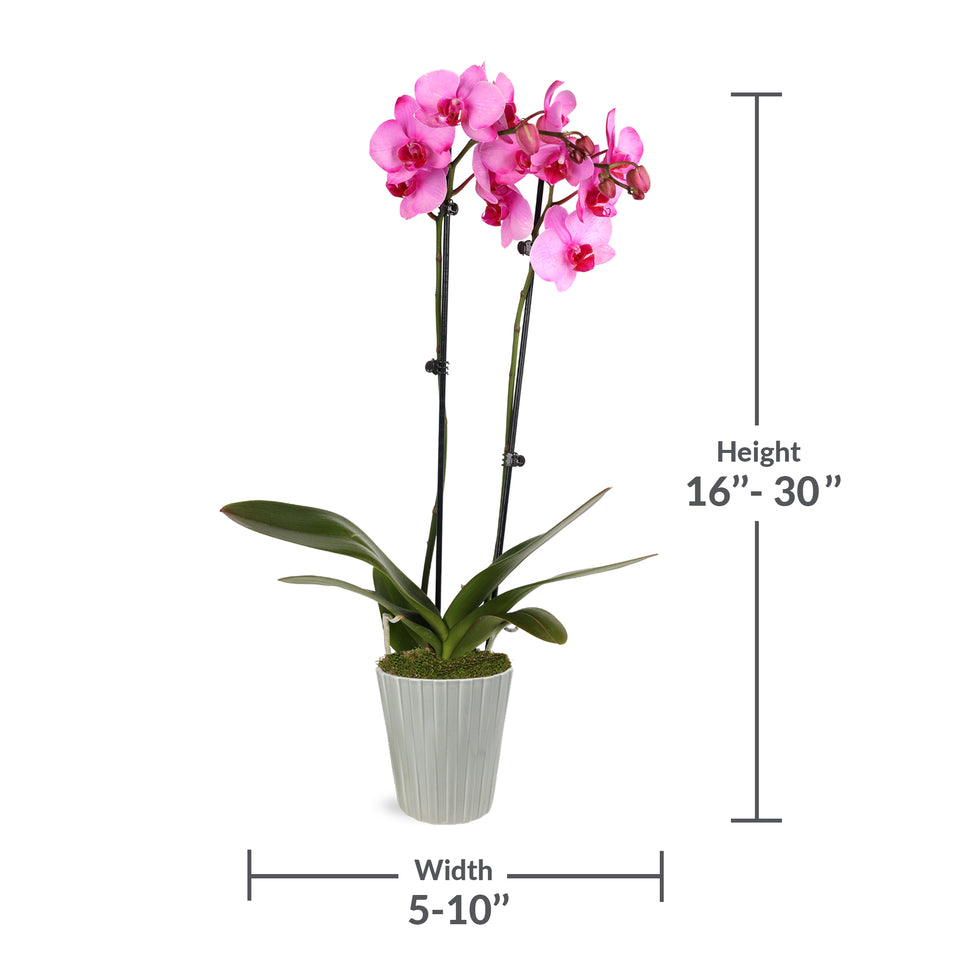 Premium Pink Watercolor Orchid in Grey Pot