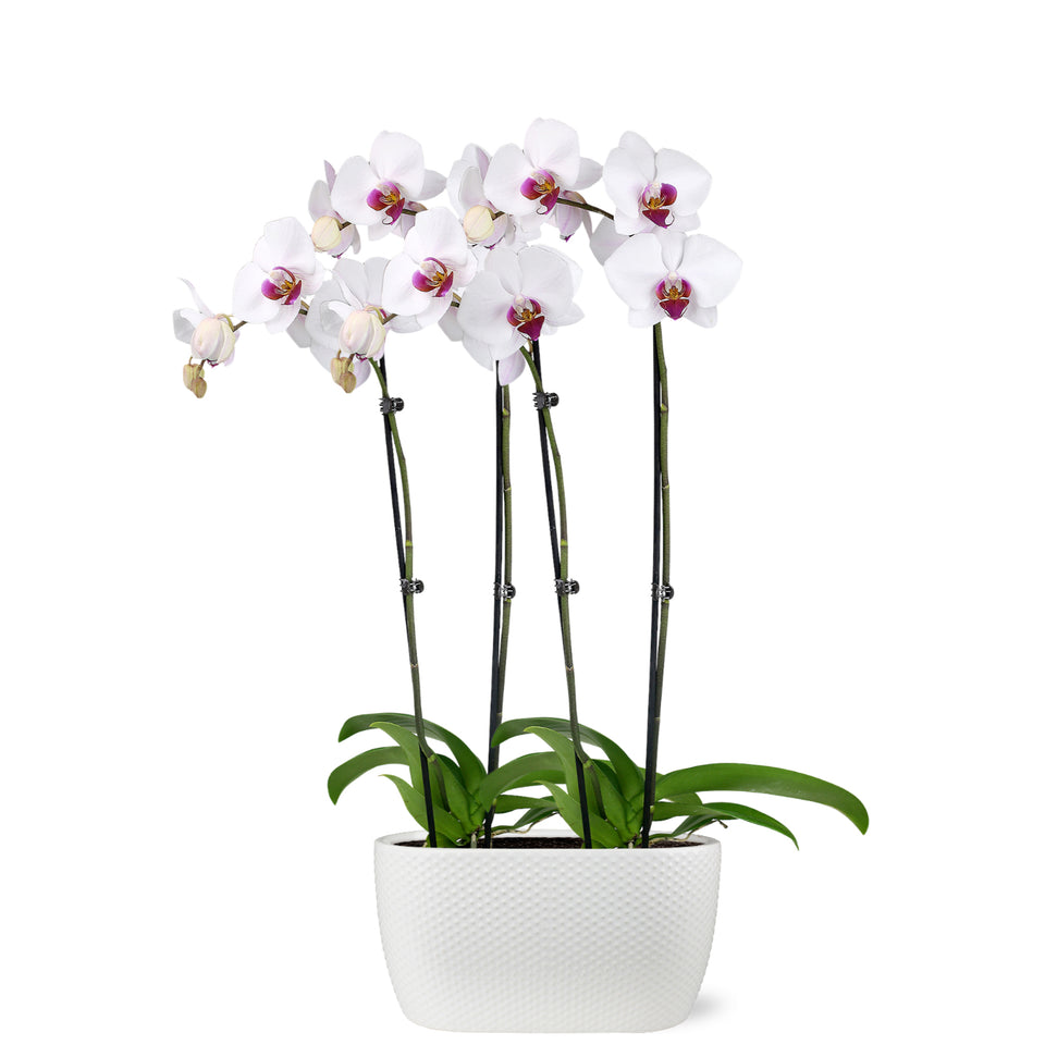 Premium White with Purple Orchid in White Ceramic Planter