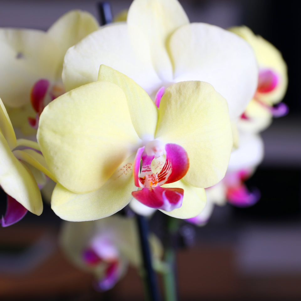 Premium Yellow with Purple Orchid in White Ceramic Planter