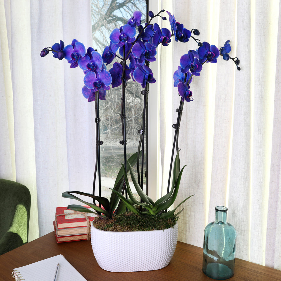 Premium Watercolor Purple Orchid in Dot White Planter