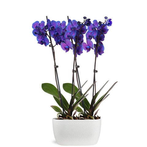 Premium Watercolor Purple Orchid in Dot White Planter
