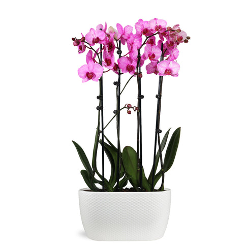 Premium Watercolor Pink Orchid in Dot White Planter