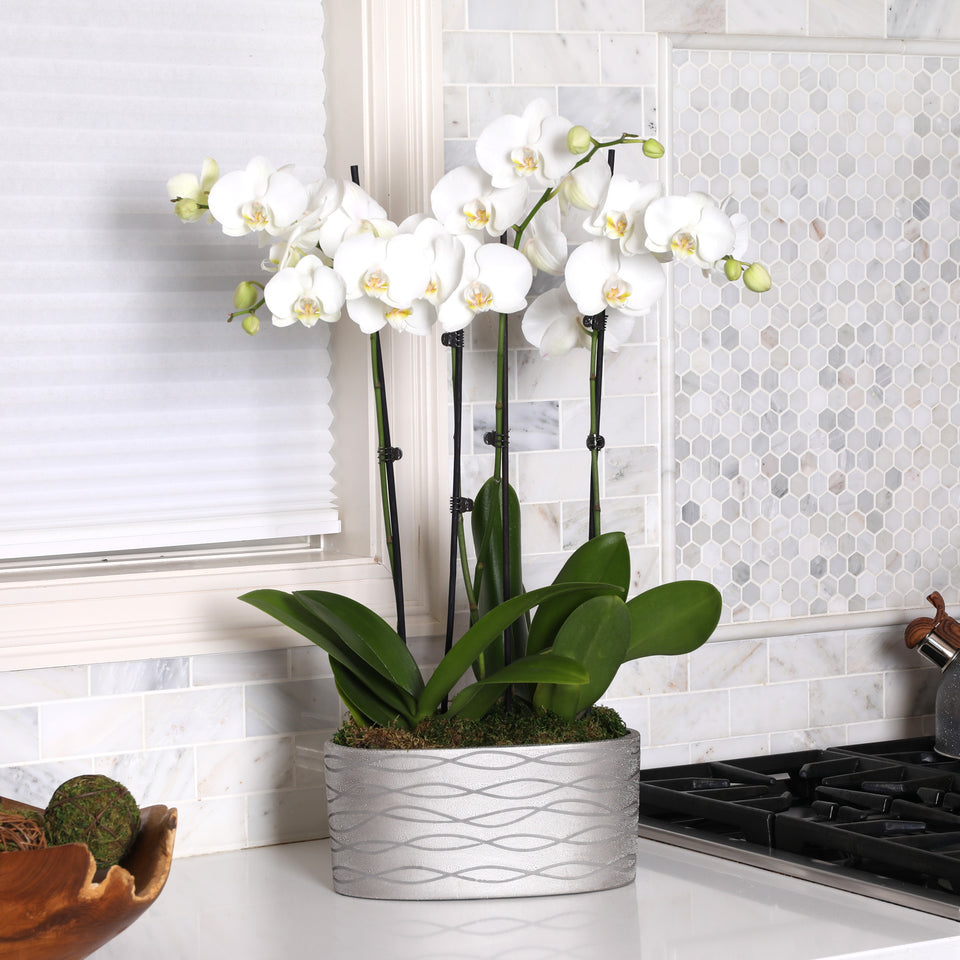 Premium White with Yellow Orchid in Silver Ceramic Planter