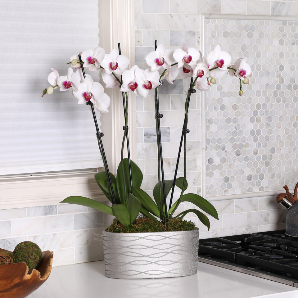 Premium White with Purple Orchid in Silver Ceramic Planter