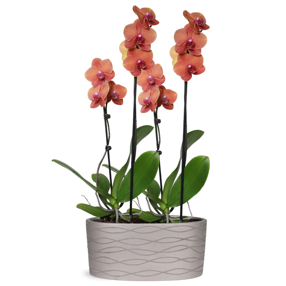 Premium Salmon Orchid in Silver Ceramic Planter