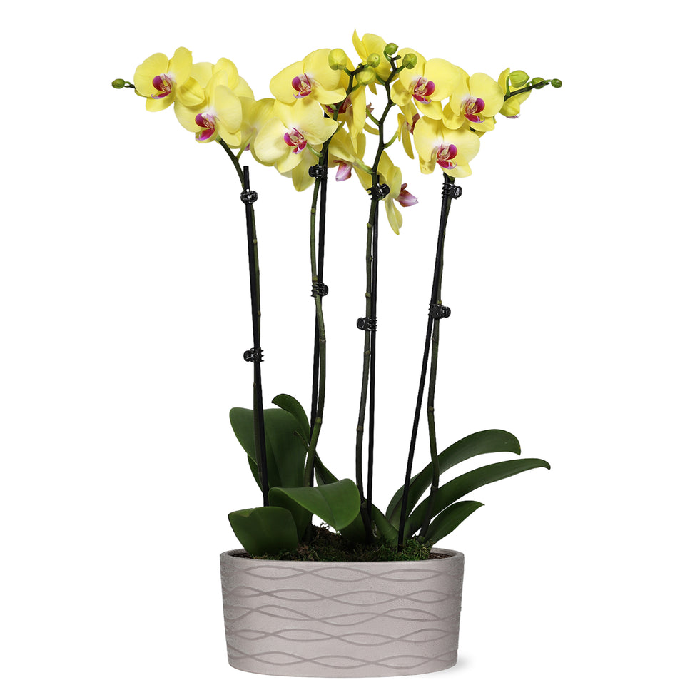 Premium Yellow with Purple Orchid in Silver Ceramic Planter