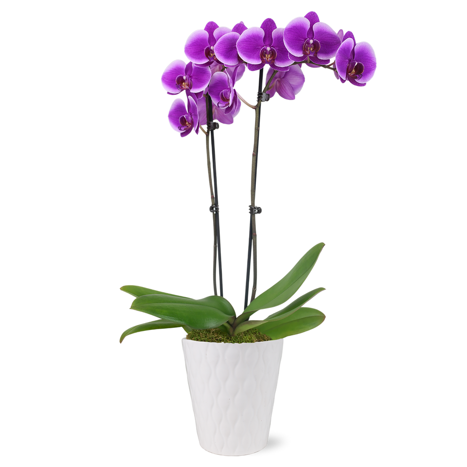 Premium Magenta Orchid in Silver Ceramic Pot