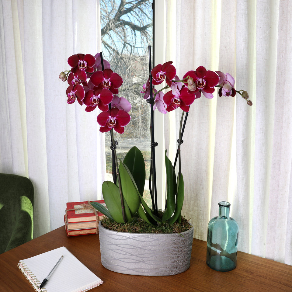 Premium Dark Purple Orchid in Silver Ceramic Planter