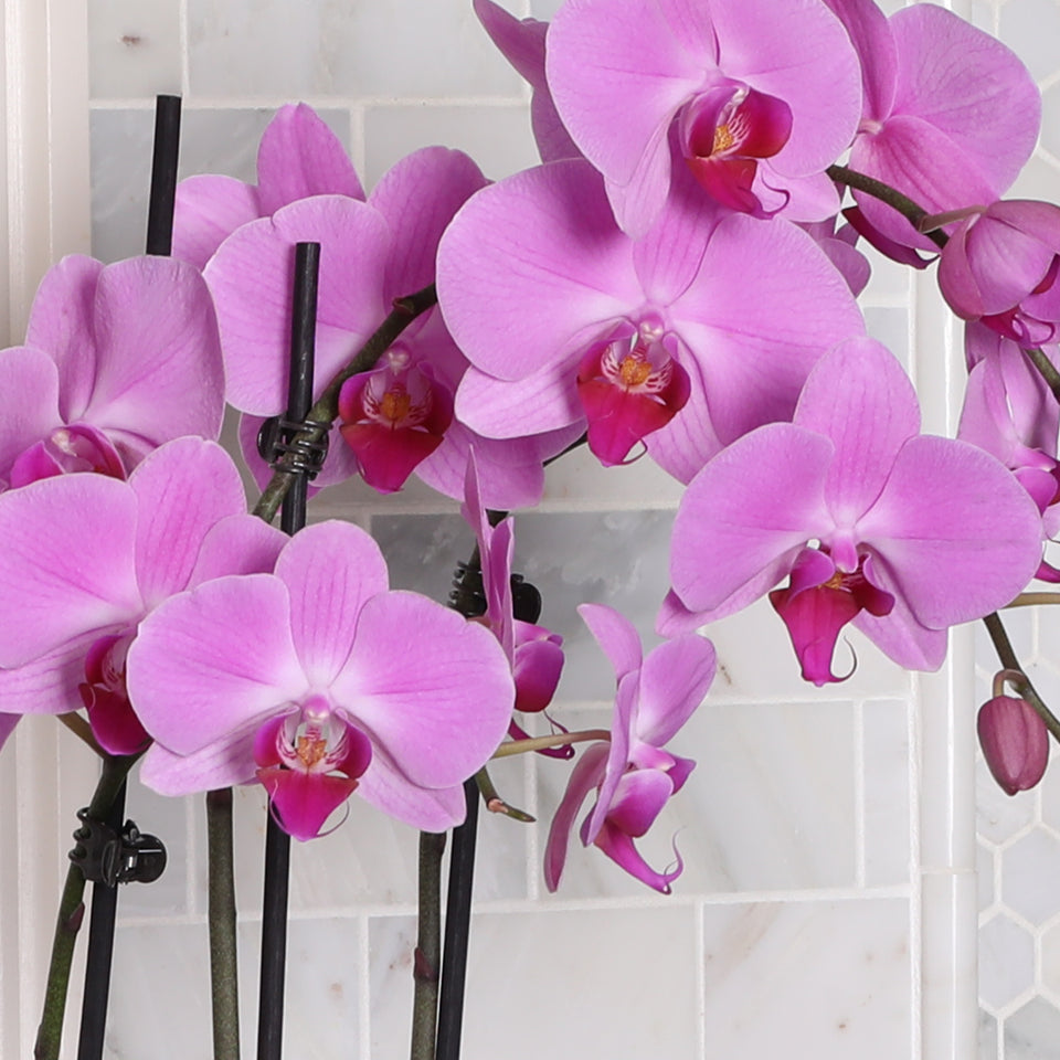 Pink Orchid in Silver Ceramic Planter