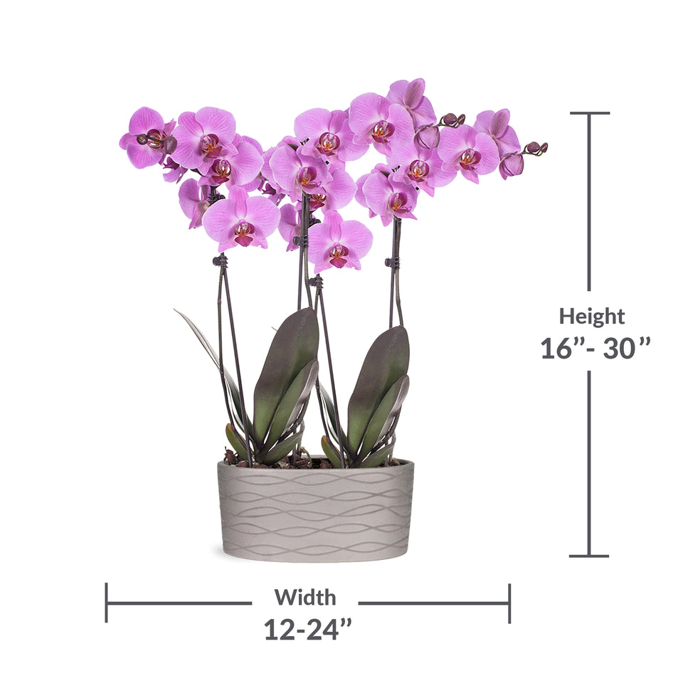 Pink Orchid in Silver Ceramic Planter