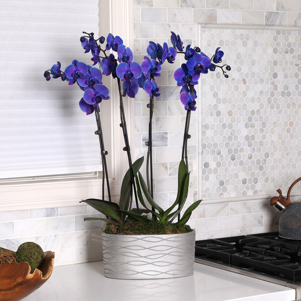 Premium Watercolor Purple Orchid in Silver Ceramic Planter