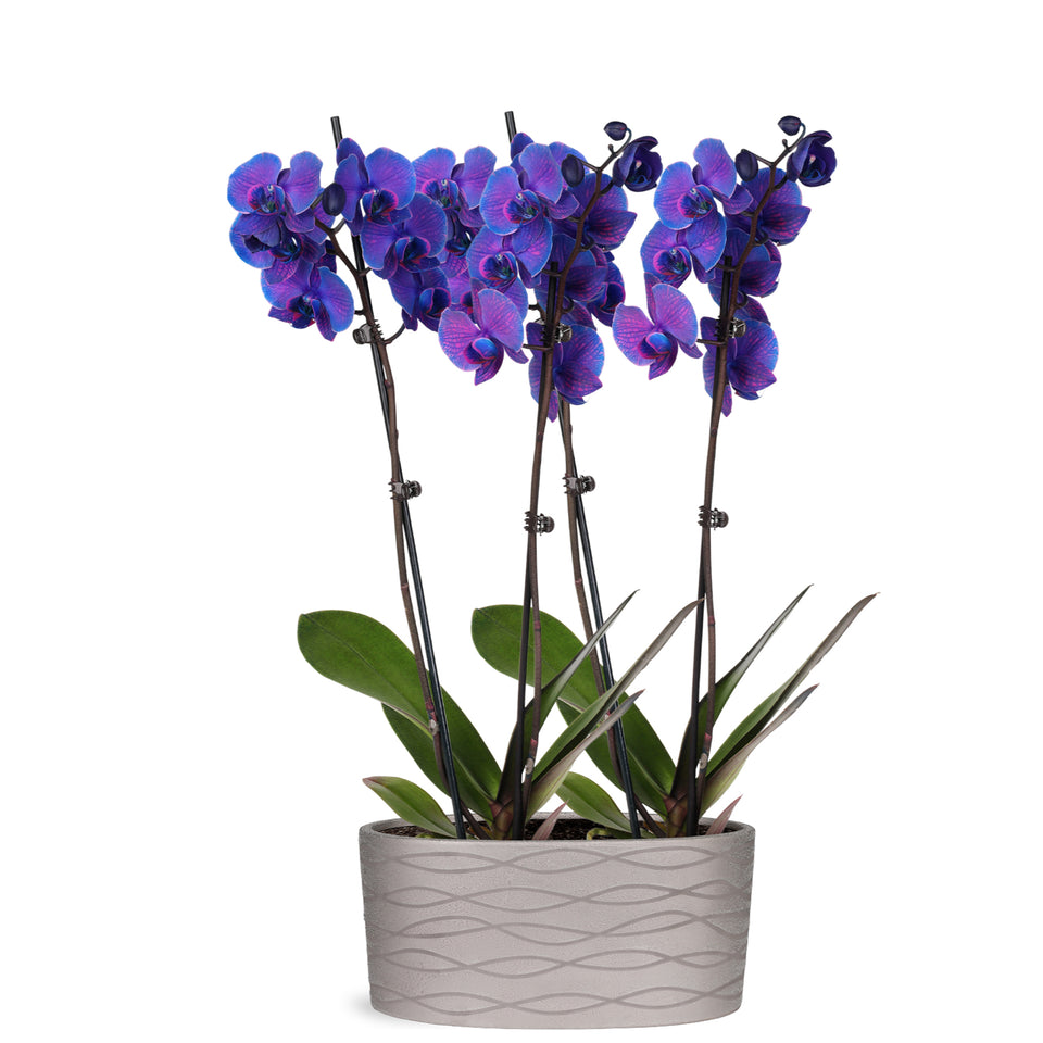 Premium Watercolor Purple Orchid in Silver Ceramic Planter