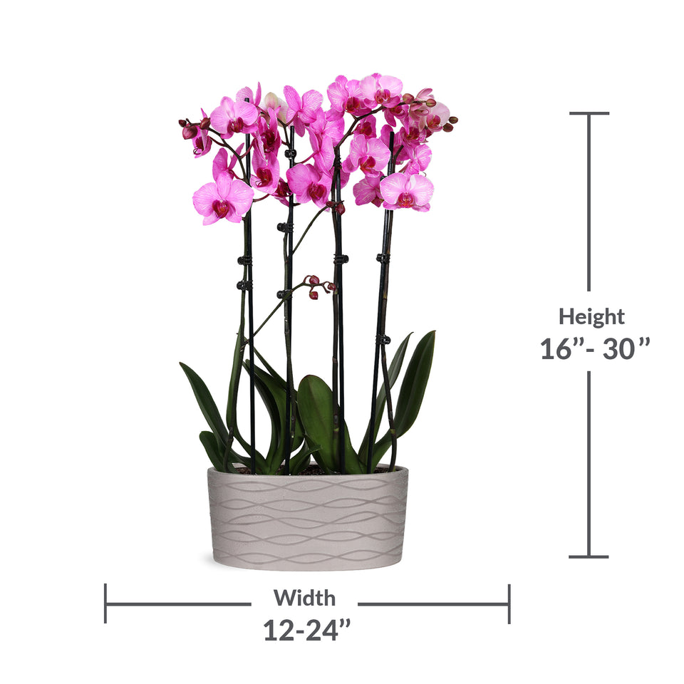 Premium Watercolor Pink Orchid in Silver Ceramic Planter
