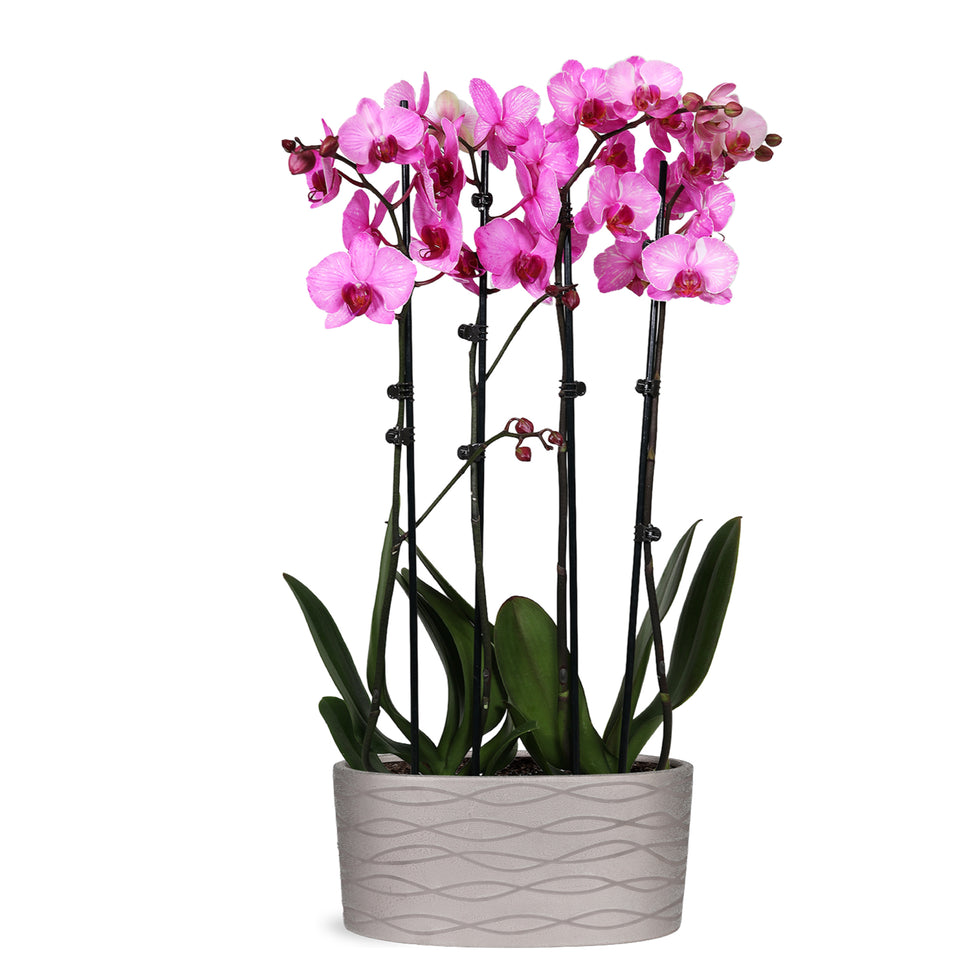 Premium Watercolor Pink Orchid in Silver Ceramic Planter