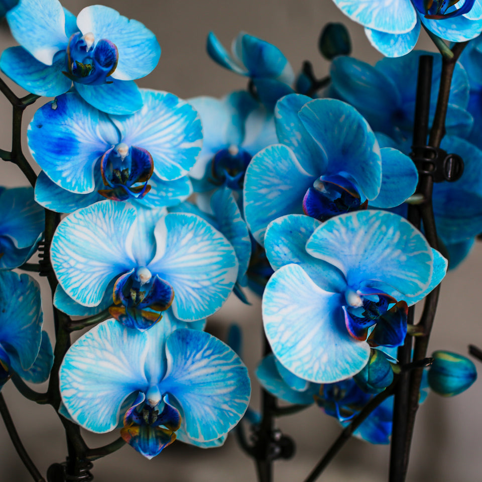 Premium Watercolor Blue Orchid in Silver Ceramic Planter