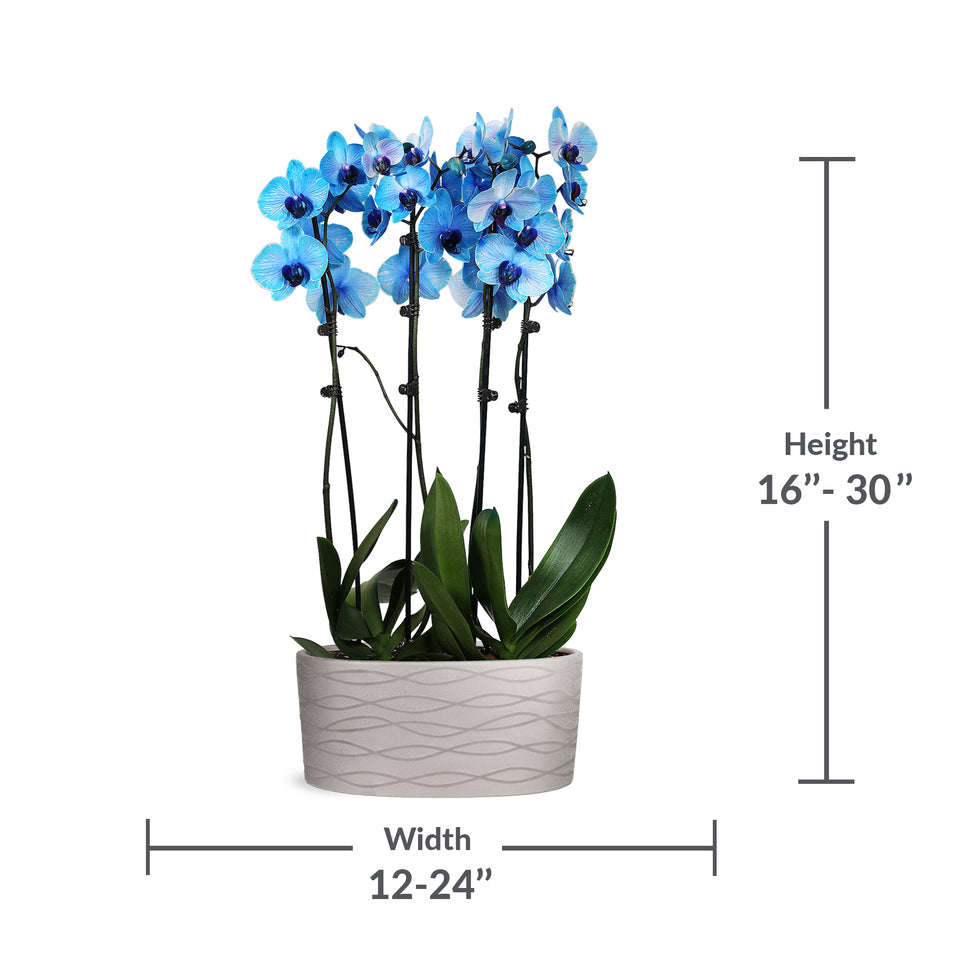 Premium Watercolor Blue Orchid in Silver Ceramic Planter