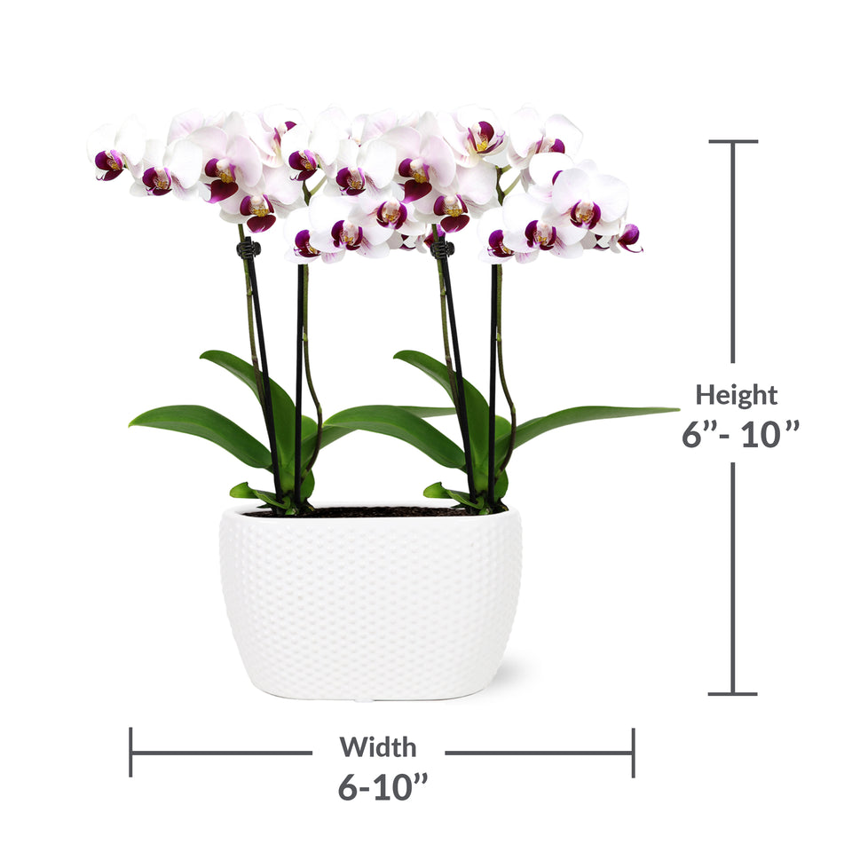 Mini White w/ Purple Orchid Planter in Dot White Ceramic