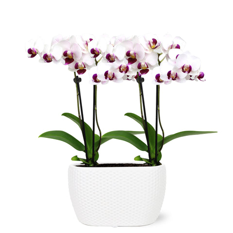 Mini White w/ Purple Orchid Planter in Dot White Ceramic