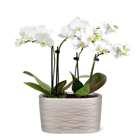 Mini White with Yellow Orchid in Silver Ceramic