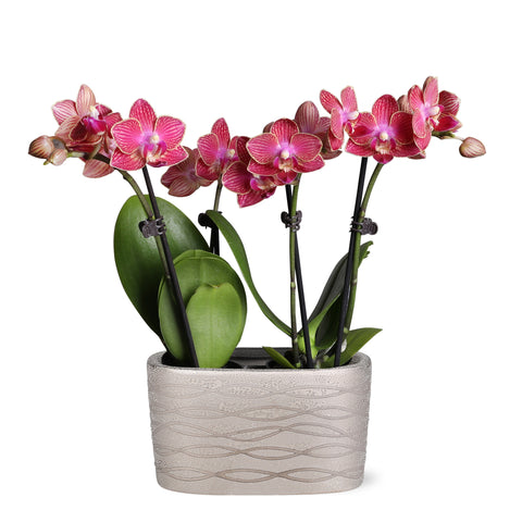 Mini Red Unique Orchid in Silver Ceramic