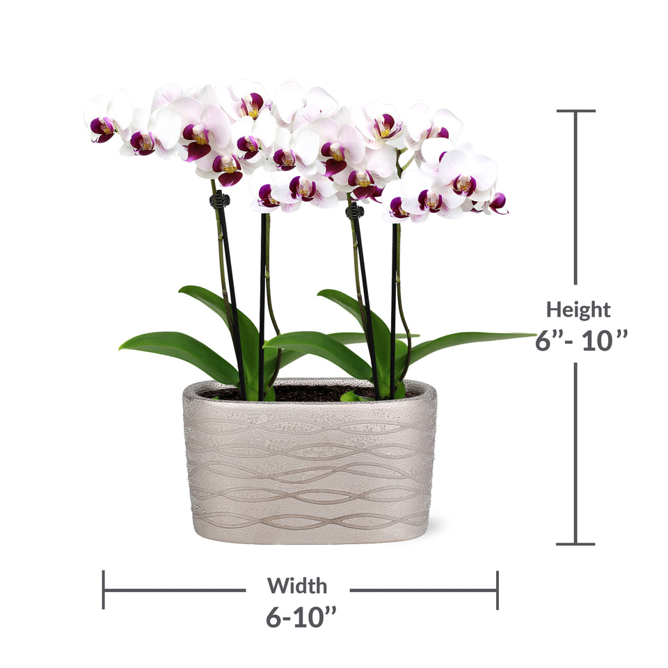 Mini White with Purple Orchid Planter in Silver Ceramic