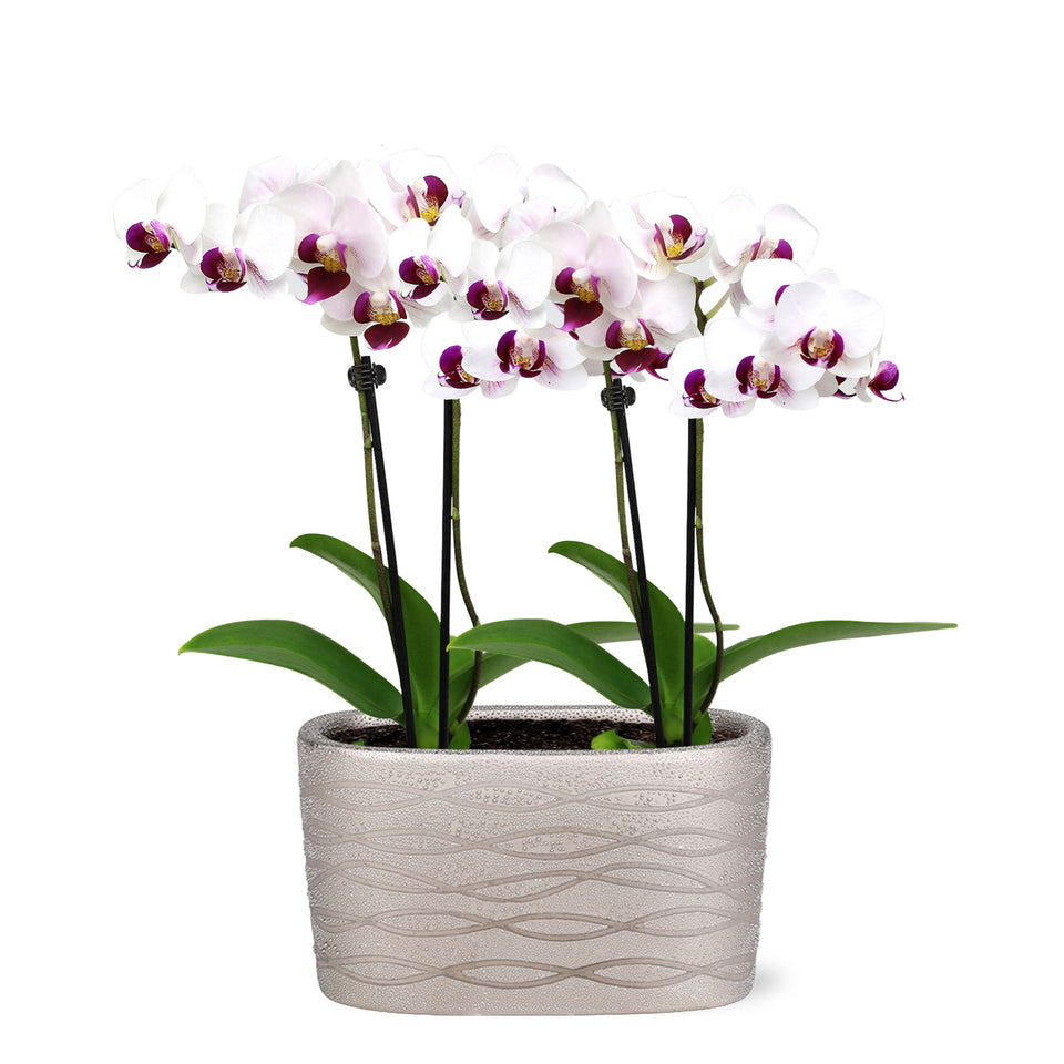 Mini White with Purple Orchid Planter in Silver Ceramic