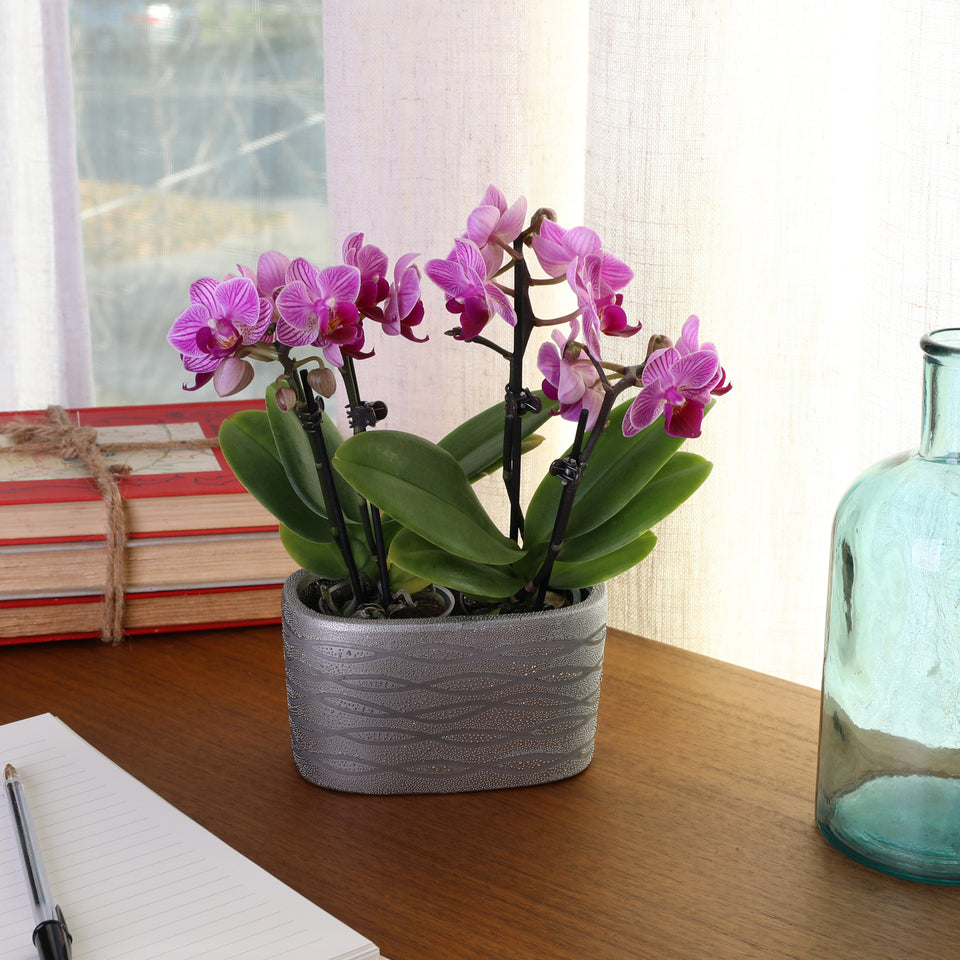 Mini Pink Orchid in Silver Ceramic Planter
