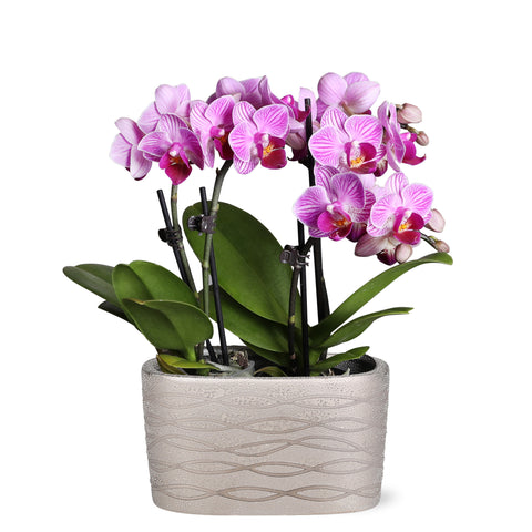 Mini Pink Orchid in Silver Ceramic Planter
