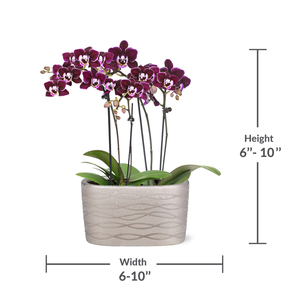 Mini Dark Purple Orchid in Silver Ceramic Planter